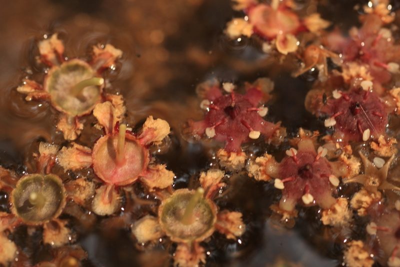 Lophopetalum wightianum, photographed by madhavan a.p