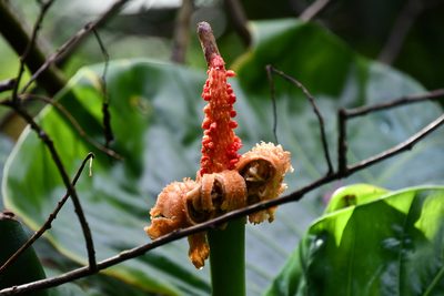 Alocasia brisbanensis, photographed by Thomas Mesaglio