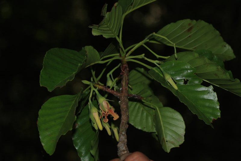 Dipterocarpus indicus, photographed by madhavan a.p