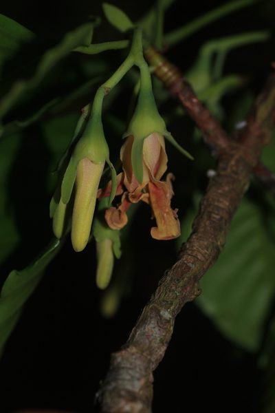 Dipterocarpus indicus, photographed by madhavan a.p