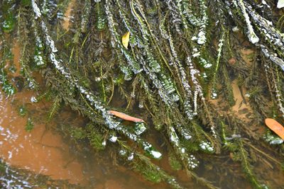 Elodea densa, photographed by Thomas Mesaglio