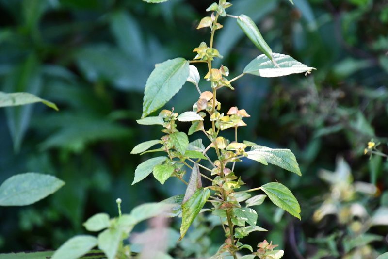 Acalypha australis, photographed by Thomas Mesaglio
