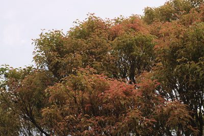 Syzygium densiflorum, photographed by madhavan a.p