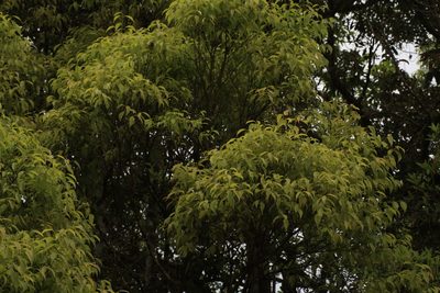 Syzygium densiflorum, photographed by madhavan a.p