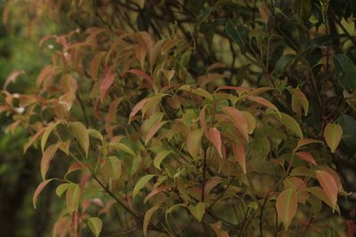 Syzygium densiflorum, photographed by madhavan a.p