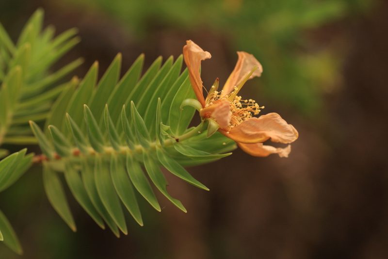 Hypericum mysurense, photographed by madhavan a.p