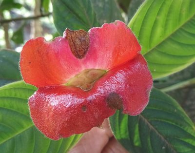 Palicourea tomentosa, photographed by Neyth Hartmann