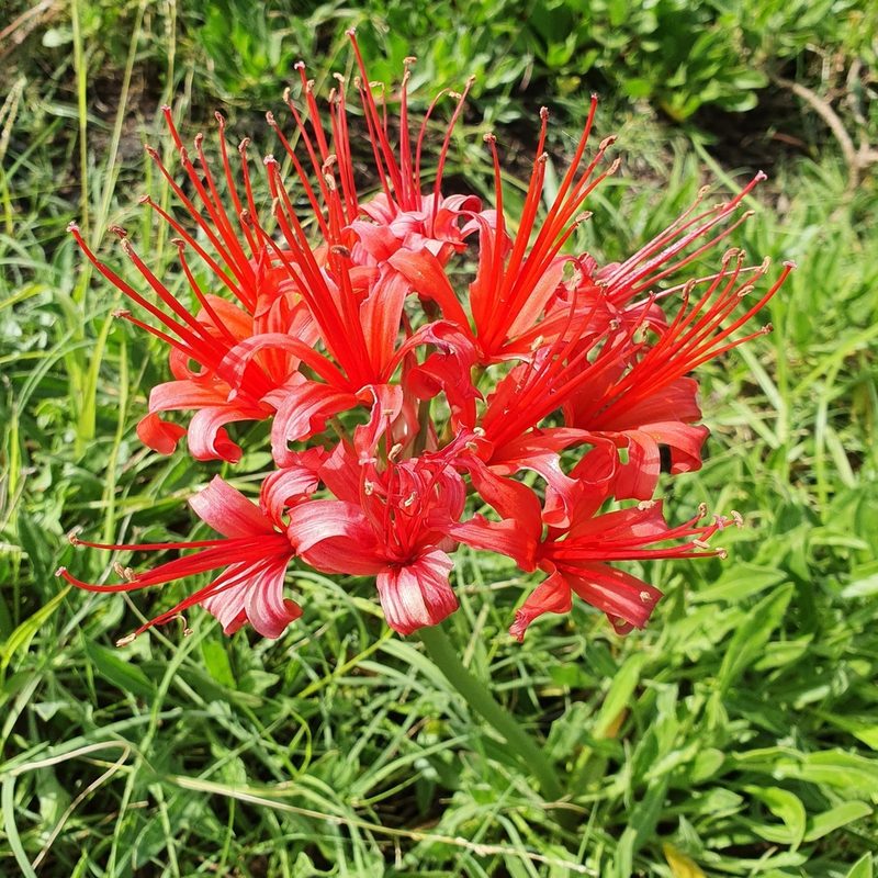 Nerine sarniensis, photographed by Corli du Toit Smith