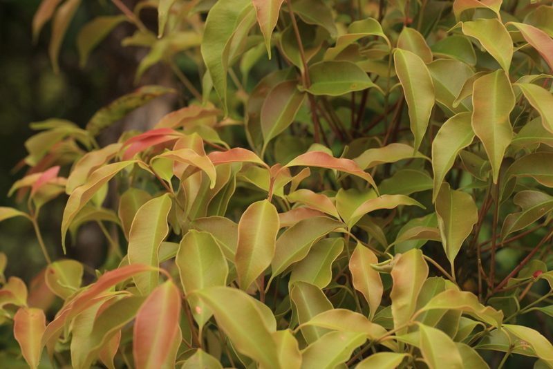 Syzygium densiflorum, photographed by madhavan a.p