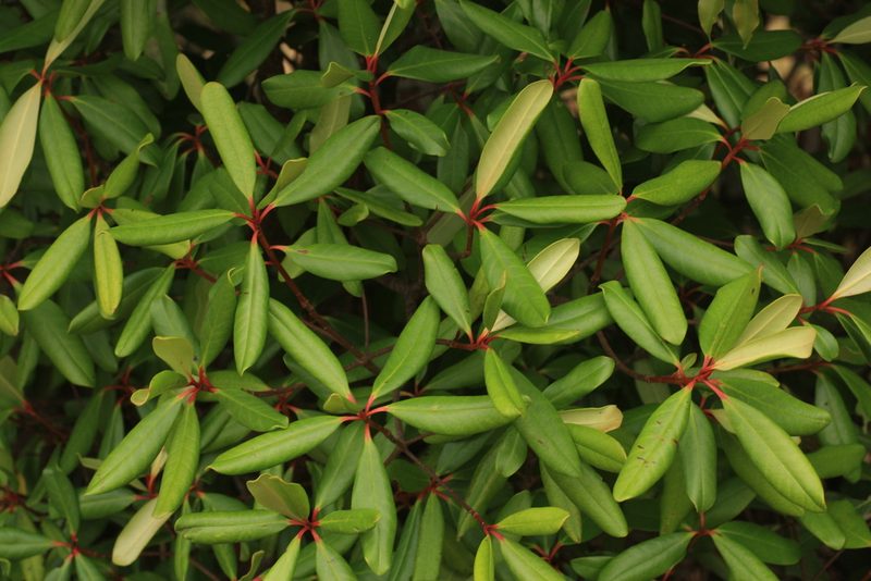 Ternstroemia gymnanthera, photographed by madhavan a.p