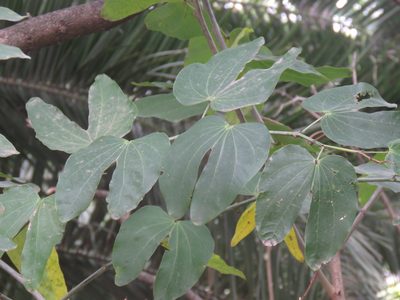 Bauhinia forficata, photographed by Gustavo Puente