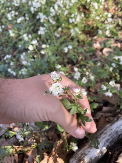 Phacelia fimbriata, photographed by Brandon Wheeler