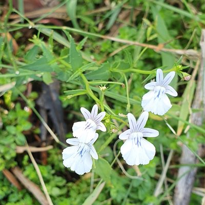 Nemesia diffusa, photographed by Corli du Toit Smith