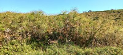 Cyperus papyrus, photographed by Bronwen Foster