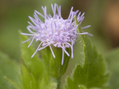Praxelis clematidea, photographed by Lawrence Hylton
