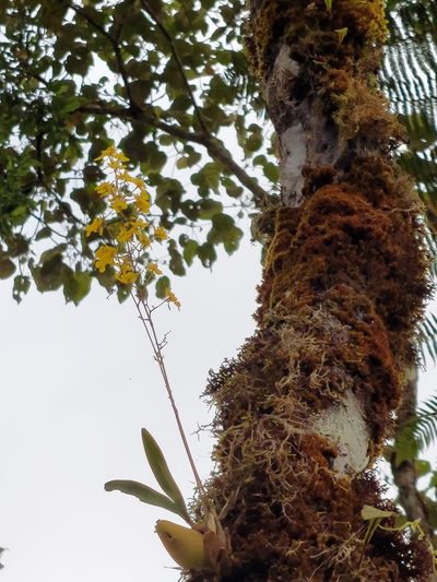 Oncidium ornithorhynchum, photographed by Daniel Mesa