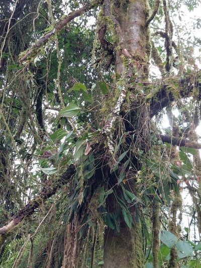Pleurothallis phalangifera, photographed by Daniel Mesa