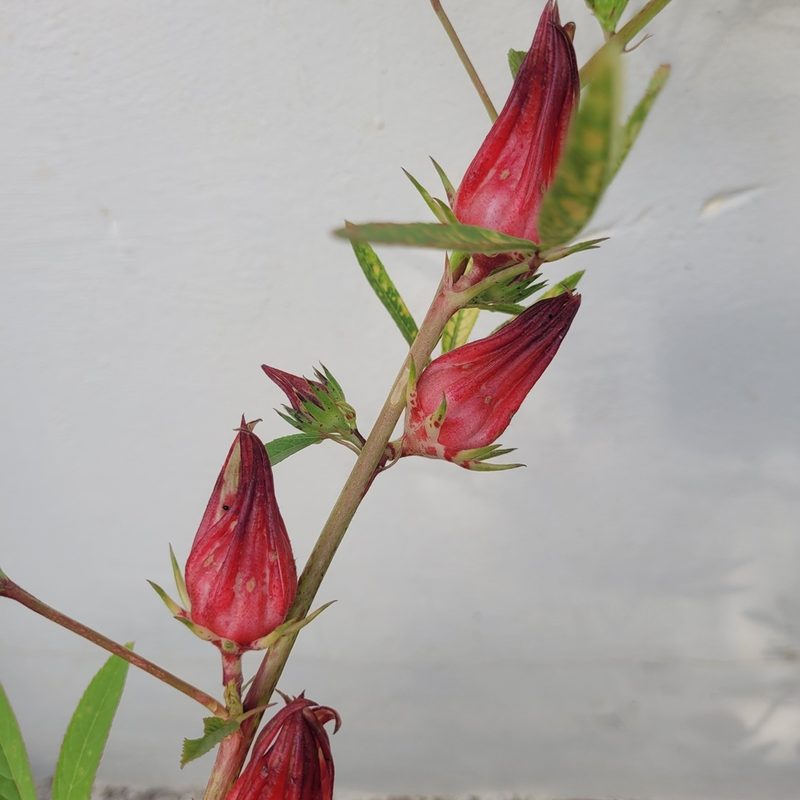 Sabdariffa gossypiifolia, photographed by Maria Janeiro