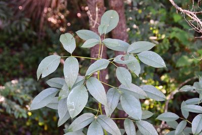 Erythrina crista-galli, photographed by Thomas Mesaglio