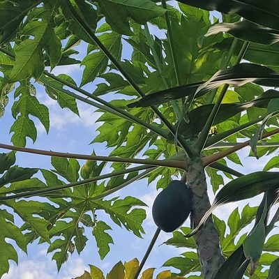 Carica papaya, photographed by Maria Janeiro