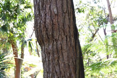 Eucalyptus robusta, photographed by Thomas Mesaglio