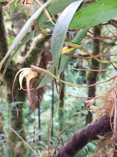 Maxillaria lepidota, photographed by Daniel Mesa