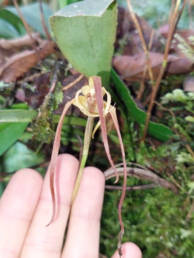 Maxillaria lepidota, photographed by Daniel Mesa
