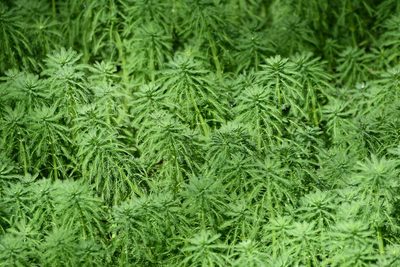 Myriophyllum aquaticum, photographed by Thomas Mesaglio