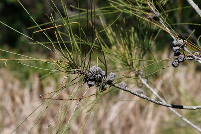 Casuarina glauca, photographed by Thomas Mesaglio