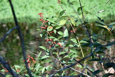 Erythrina crista-galli, photographed by Thomas Mesaglio