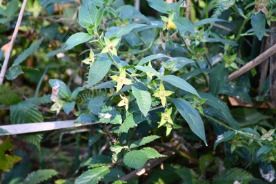 Ludwigia peruviana, photographed by Thomas Mesaglio