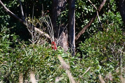 Erythrina crista-galli, photographed by Thomas Mesaglio