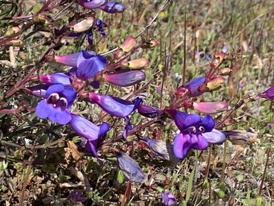 Penstemon heterophyllus, photographed by John Hibbard