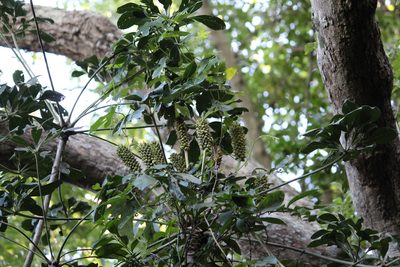 Cussonia spicata, photographed by Mahomed Desai