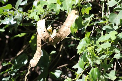 Adenopodia spicata