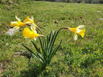 Narcissus pseudonarcissus, photographed by Martiño Cabana Otero