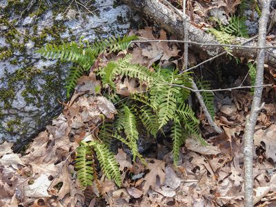 Polypodium virginianum, photographed by Erik Schiff