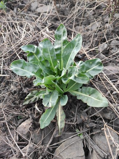 Isatis oblongata, photographed by Юлия