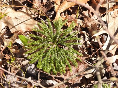 Dendrolycopodium obscurum, photographed by Erik Schiff