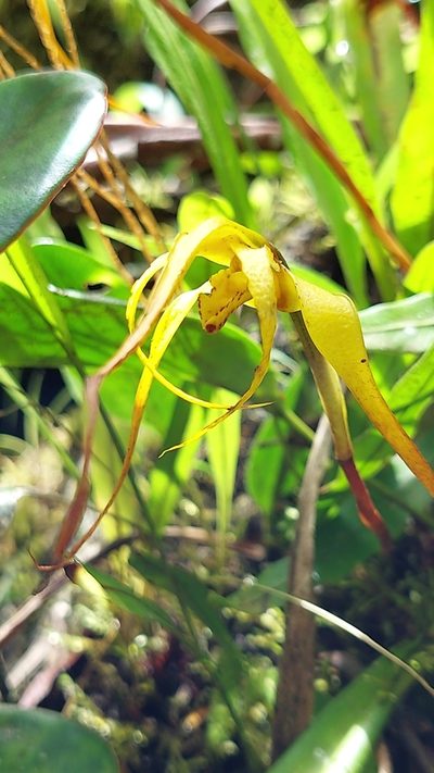 Maxillaria lepidota, photographed by Daniel Mesa
