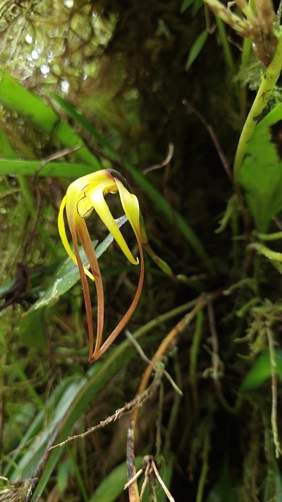 Maxillaria lepidota, photographed by Daniel Mesa