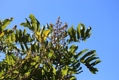 Deinbollia oblongifolia, photographed by Mahomed Desai