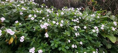 Impatiens sodenii, photographed by EMDGL5