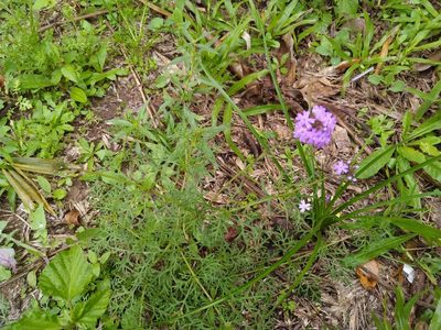 Verbena aristigera, photographed by Patricio Cowper Coles