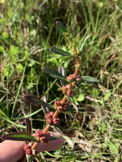 Ammannia latifolia, photographed by Claire Herzog