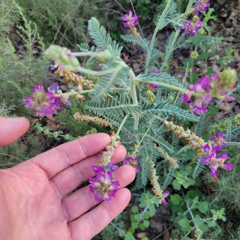 Astragalus brauntonii, photographed by Dan Horowitz