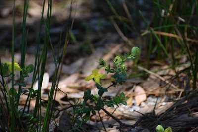 Hypericum tetrapetalum, photographed by Neli Kanonerova
