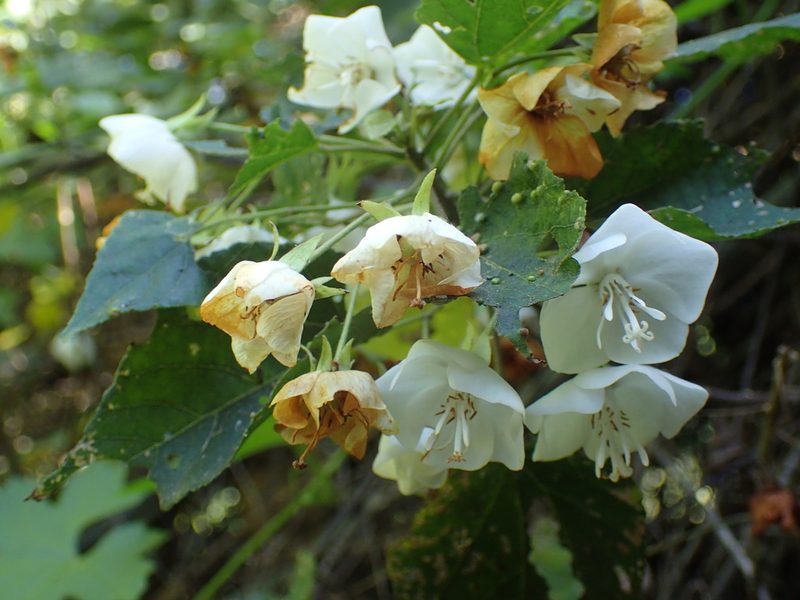 Dombeya tiliacea, photographed by Mahomed Desai