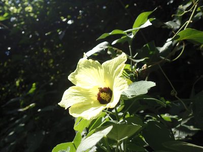 Hibiscus calyphyllus, photographed by Mahomed Desai