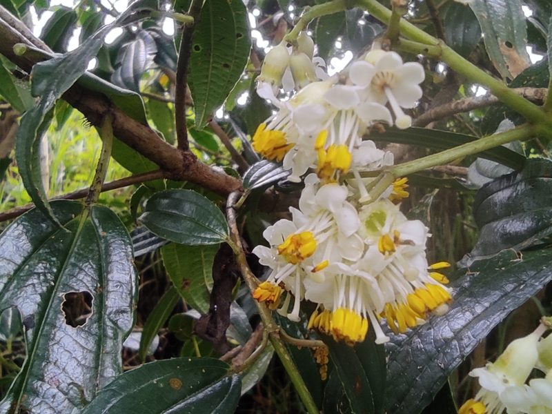 Miconia crocea, photographed by sandy-espinozaf